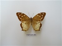 藏品(白斑蔭眼蝶)的圖片